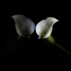 Allo specchio Allo specchio