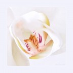 Orchidea