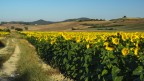 Tra i campi di girasoli al mattino.. Tra i campi di girasoli al mattino..