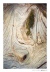 Prometeo era un Abete bianco di 600 anni ed era anche il pi grande abete d'Italia. Nel 2001  stato bruciato per opera dell'uomo. Adesso non rimane che il suo legno morto che piano piano marcisce nel suolo, creando nuove forme di vita. Questa foto mostra le texture del suo legno levigato dal tempo.