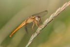 Sympetrum Sympetrum