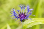 Centaurea montana Centaurea montana
