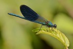Wild macro (Caleopteryx splendens) Wild macro (Caleopteryx splendens)