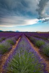 Lavanda Lavanda