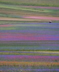 Non ero mai stata a Castelluccio prima, ma vedendo il web invaso da foto delle fioriture ho pensato che fosse un luogo per me ideale per scattare, visto che amo i colori. La sfida  stata fare uno scatto abbastanza originale e questo  quello che forse pi rispecchia la mia personalit: ecco il mio Castelluccio impressionista.