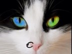 Alice non c pi