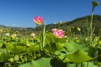Lo spuntar dei fiori di Loto..