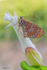 Melitaea Didyma2 Melitaea Didyma2