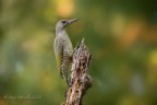 Picchio Verde juv Picchio Verde juv