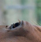 Mangiatoia Mangiatoia