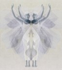 il calabrone non lo sa ma... il calabrone non lo sa ma...