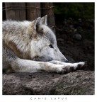 Pensieri da cattivitą Pensieri da cattivitą