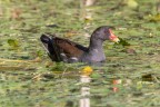 Una timida Gallinella d'acqua fotografata nella Riserva Naturale di Lezczok in Polonia.

Commenti, consigli e critiche ben accetti :)