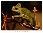 Camaleonte Camaleonte