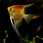 Meraviglia subacquea Meraviglia subacquea