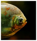 Meraviglia subacquea 3 Meraviglia subacquea 3