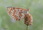 Melitaea Didyma Melitaea Didyma
