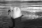 Cigno bn