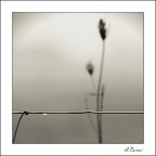 Una lacrima ed un fiore Una lacrima ed un fiore