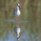 Cavaliere d'italia Cavaliere d'italia