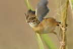 Beccamoschino (Cisticola juncidis) Beccamoschino (Cisticola juncidis)