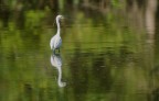 Nikon D7000, Sigma 150-600mm, f 6.3, 1/250sec, ISO 125.
Parco Nazionale di Migliarino - San Rossore.