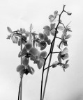 Orchidea 4 Orchidea 4