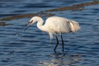 Riserva naturale orientata Oasi Faunistica di Vendicari