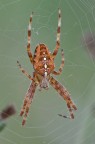 Araneus Araneus