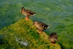Tre compari