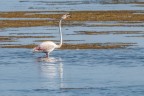 Riserva Naturale Saline di Trapani e Paceco