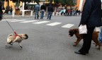 Burle tra cani Burle tra cani