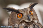 ohhhh... che sguardo ohhhh... che sguardo