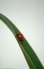 Ladybug Ladybug