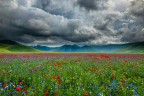 La fioritura a Castelluccio. Foto scattata con iphone.