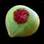 *** Focus ficus *** *** Focus ficus ***