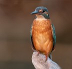 Martin pescatore Martin pescatore