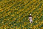 La ragazza ed i girasoli La ragazza ed i girasoli