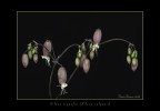 Silene