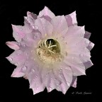 Il fiore di un giorno 2 Il fiore di un giorno 2