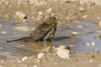 Zigolo nero (Emberiza cirlus) Zigolo nero (Emberiza cirlus)
