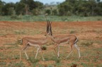 Tsavo east national park, Kenya