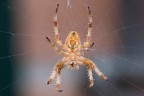 Araneus diadematus o Ragno Crociato Araneus diadematus o Ragno Crociato