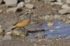 Codirosso (Phoenicurus phoenicurus) Codirosso (Phoenicurus phoenicurus)