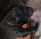 voglio diventare grande come papà! voglio diventare grande come papà!