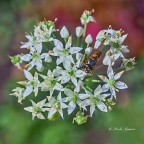 Sopra l'erba cipollina Sopra l'erba cipollina