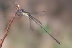 Cercando di riprendere con maggior costanza la fotografia macro, oggi la damigella si  dimostrata pi collaborativa.