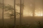 prime nebbie nel bosco prime nebbie nel bosco