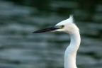 Garzetta Garzetta