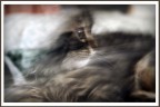 Gatto fantasma Gatto fantasma